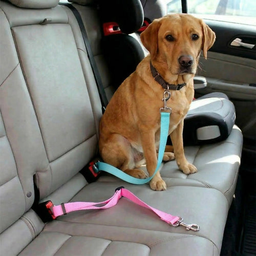 ceinture chien voiture
dog seat belt
attache voiture chien
sécurité chien voiture
laisse voiture chien
accessoire transport chien