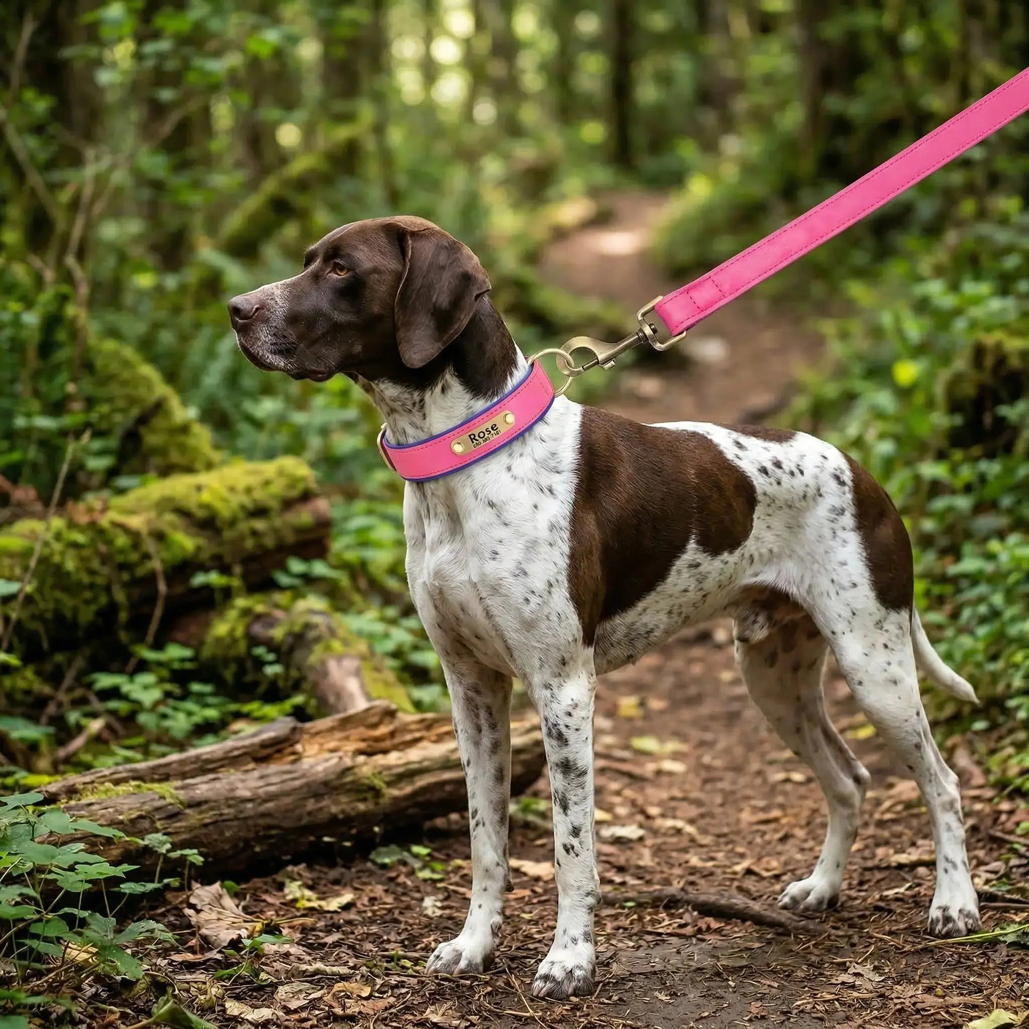 Collier personnalisé pour chien avec laisse assortie – Gravure offerte Walk'Studio