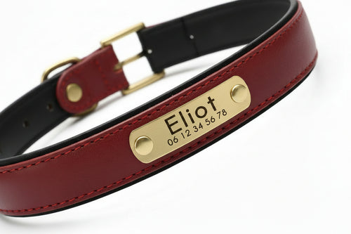 Collier personnalisé pour chien avec laisse assortie – Gravure offerte Walk'Studio